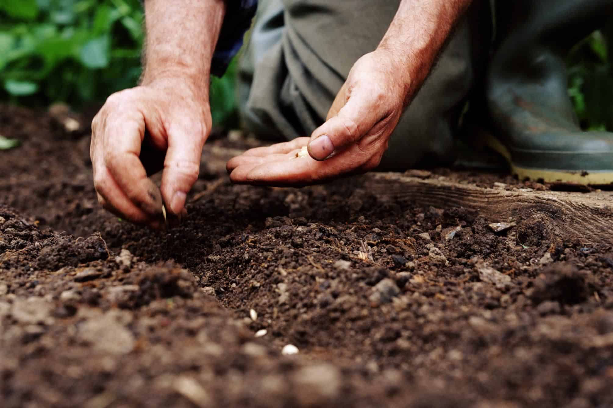 Bestow Beauty | Growing A Healthy Gut Garden Pt. 1 - Janine Tait